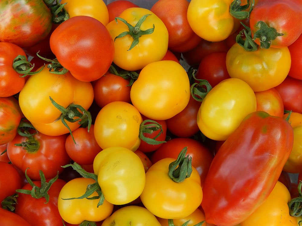 Tomaten